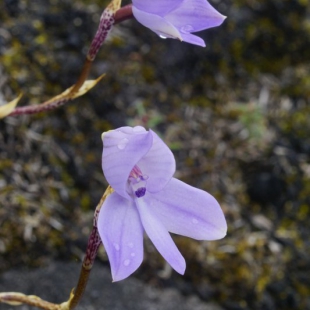 Disa maculata